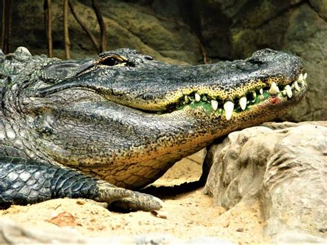 Reptiles: características, clasificación y reproducción ...