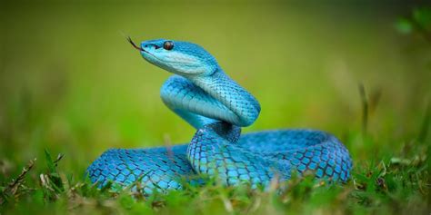 Reptiles   Concepto, tipos, reproducción y características