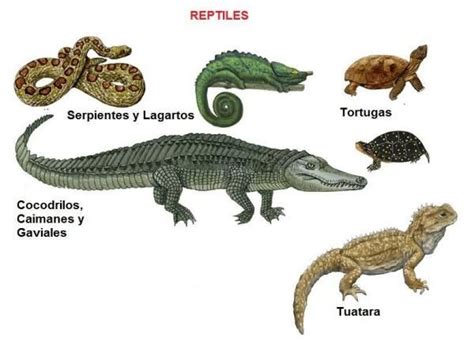 Reptiles: definición, características y ejemplos   ¡con ESQUEMA ...