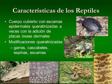 Reptiles: definición, características y ejemplos   ¡con ...