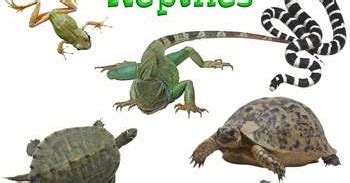 Reptiles Dinosaurio Moderno: Los Reptiles  Reptilia  o ...