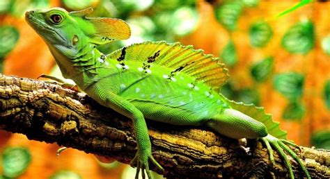 Reptiles: evolución, características, tipos y reproducción