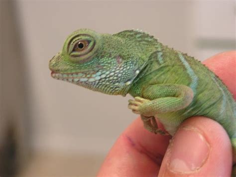 Reptiles exóticos como mascotas: El Dragón de agua – El ...