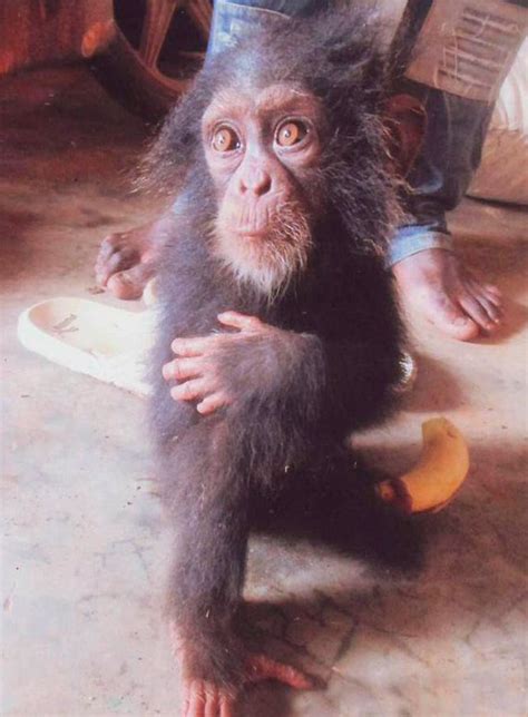 Rescatan a un bebé chimpancé rodeado de restos mutilados ...