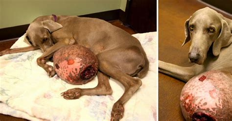 Rescatan a un perro con un tumor de 5 kg en el estómago
