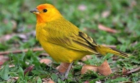 Rescatan aves peruanas que iban a ser comercializadas en Bolivia ...