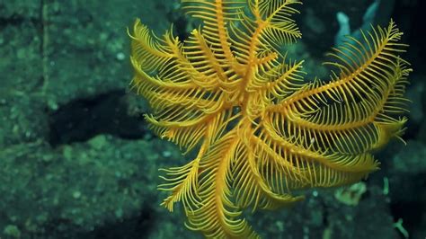 Researchers Discover New Deep Sea Species in Costa Rica