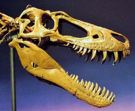 Researchers learn more about teenage T.rex | Oklahoma ...