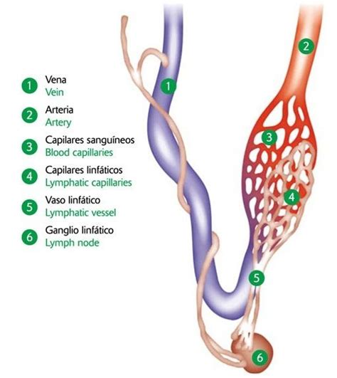 reseña histórica de sistema linfatico | linfa ...