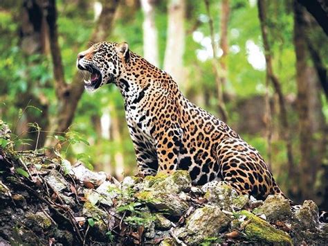 RESERVA DE LA BIOSFERA CALAKMUL, Campeche, La Selva ...