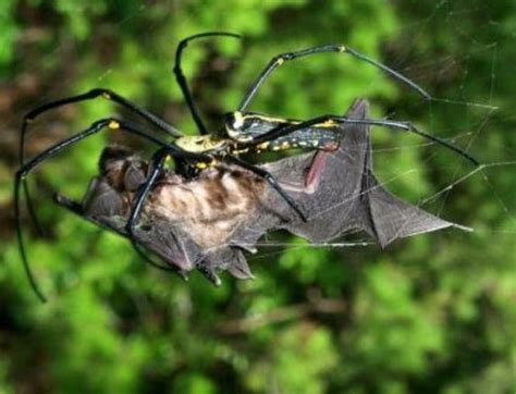 Reserva Ecológica Cacatachi  REC : Arañas que comen ...