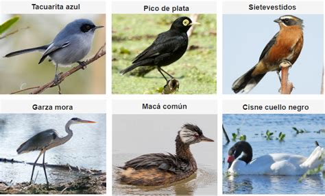 Reserva Ecológica Costanera Sur: Las aves en la Reserva Costanera Sur