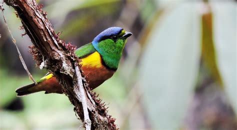 Reservas Naturales para Convivir con Aves | Marca País Colombia