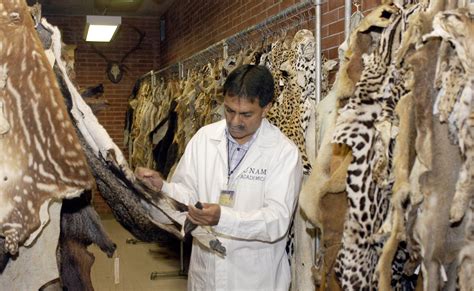 Resguarda UNAM más de 46 mil ejemplares de mamíferos de México