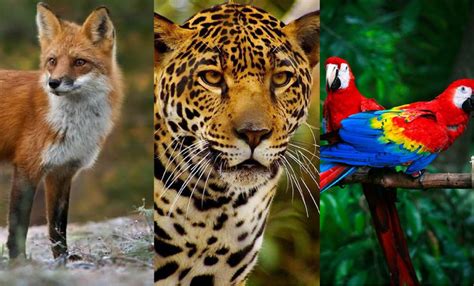 Resguardan en San Luis Potosí 280 animales exóticos ...