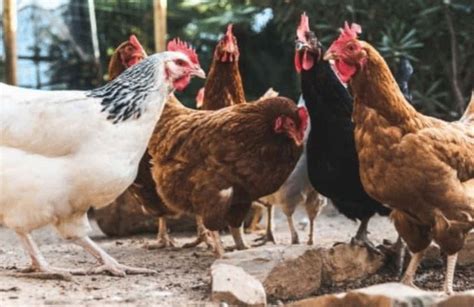 Resolvieron el misterio de las gallinas que ponen huevos con yema verde