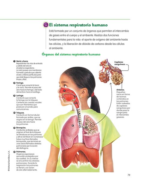 Respiratorio Y Funciones | El Sistema Respiratorio Aip Hoyyy By Jenisse ...