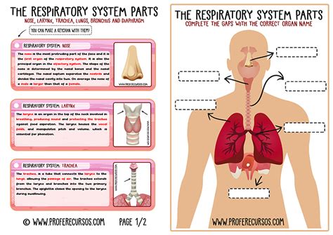 Respiratory Sistem en Inglés | Recurso Educativo Sistema Respiratorio
