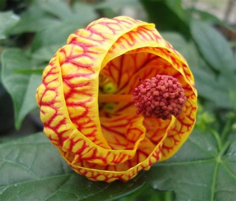 Resplendent and Unusual Flowers | Nature   BabaMail
