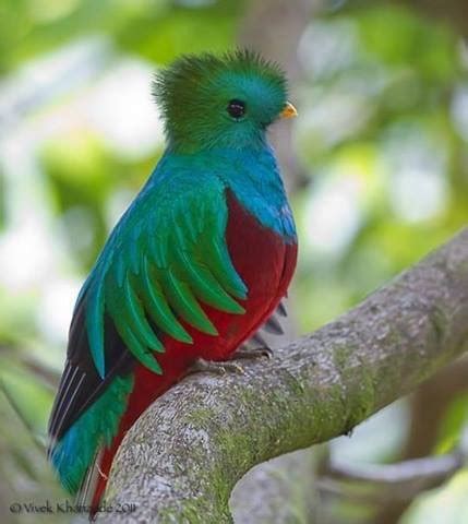 Resplendent Quetzal a rare bird, an endangered species ...