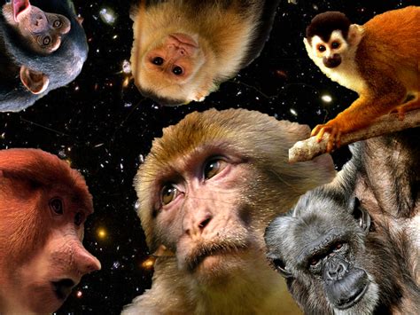 Respuestas  X : ¿Por qué los monos no han evolucionado hasta ...