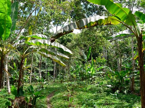Restaurando la selva amazónica