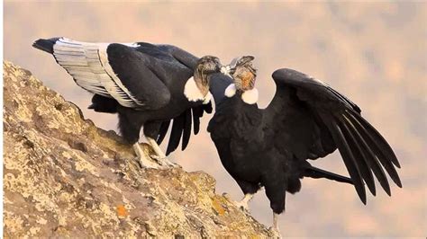 Restituirán a su hábitat natural a dos ejemplares de cóndores andinos ...