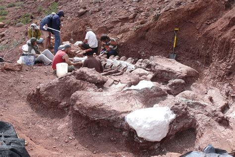 Restos fósiles del dinosaurio encontrado en Neuquén: confían en ...