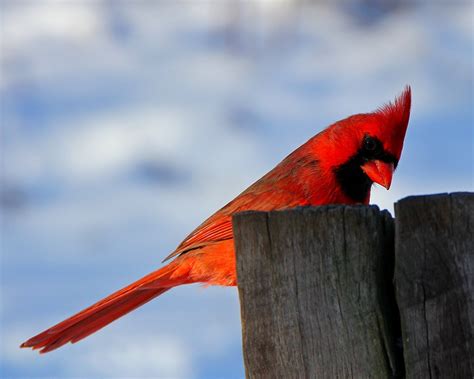 Resuelto el misterio genético de los pájaros rojos ...