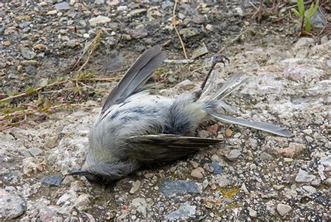 Resuelven el misterio de las muertes masivas de pájaros en EE. UU