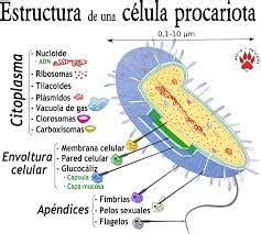 Resultado de imagem para celula procariota | Biología ...