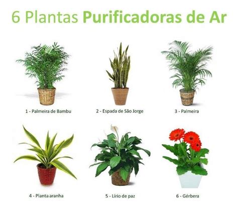Resultado de imagem para nomes de plantas para interiores ...
