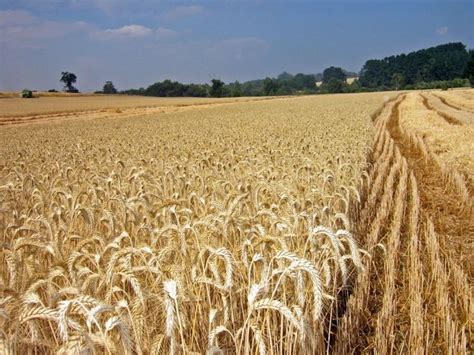 Resultado de imagen de cultivo trigo | Imagenes de cultivos ...