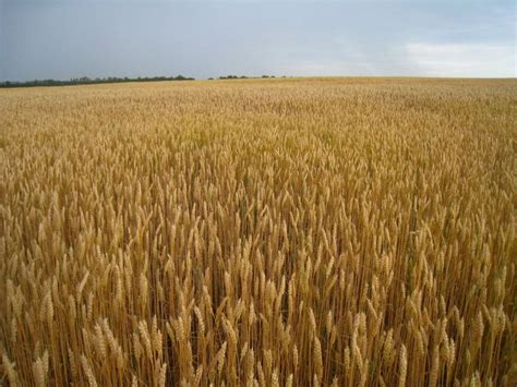 Resultado de imagen de cultivo trigo | Imagenes de cultivos, Trigo ...