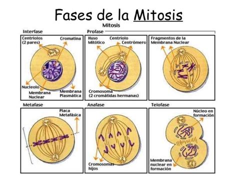 Resultado de imagen de fases de la mitosis | Mitosis, Mitosis y meiosis ...