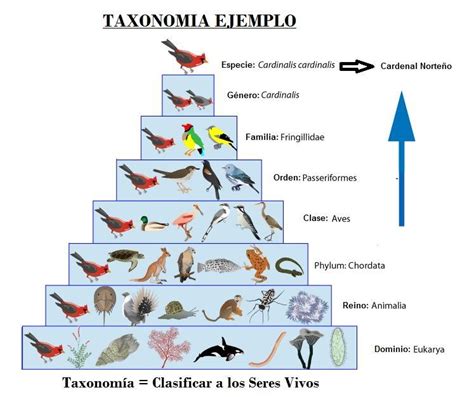 Resultado de imagen de taxonomia de especies animales que ...