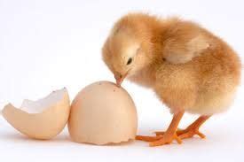 Resultado de imagen para animales que nacen de huevo | Ovo