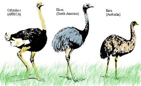 Resultado de imagen para avestruz o ñandu | Avestruces ...