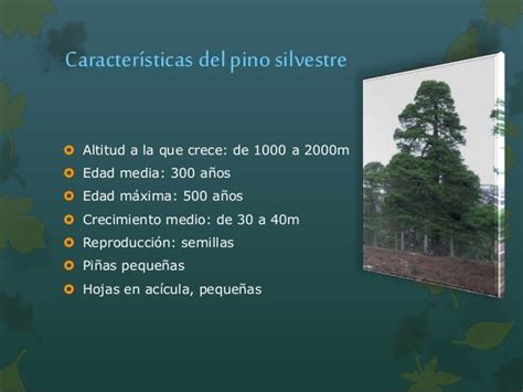 Resultado de imagen para caracteristicas del pino | Pandora screenshot