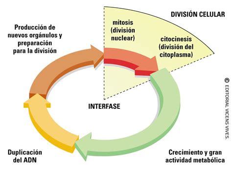 Resultado de imagen para ciclo celular | Ciclo celular, Biología, Mitosis