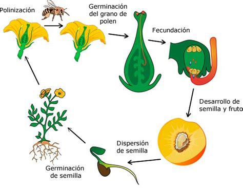 Resultado de imagen para ciclo reproductivo de las plantas angiospermas ...