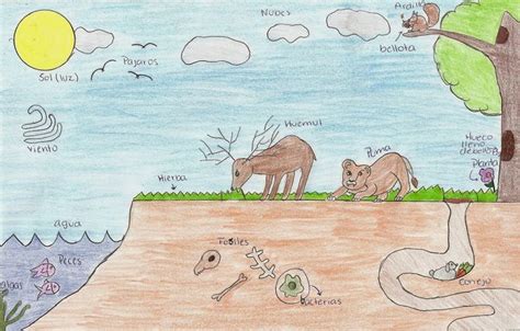 Resultado de imagen para dibujo de un ecosistema | Dibujo de un ...