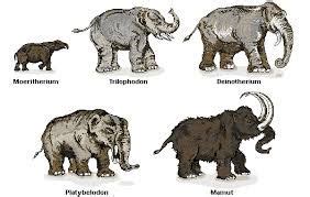 Resultado de imagen para diferencias entre mamut y mastodonte ...