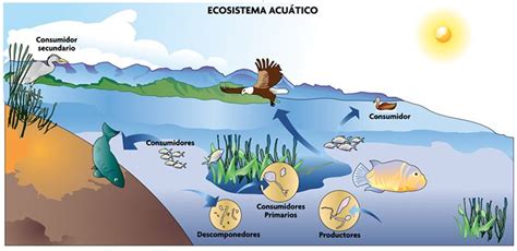 Resultado de imagen para ecosistema acuatico | Ecosistema acuático ...