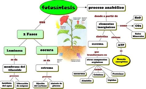 Resultado de imagen para esquema de la fotosintesis para completar ...