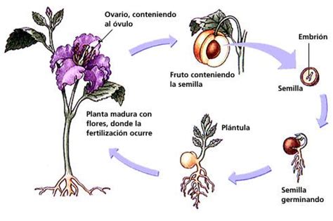 Resultado de imagen para etapas de la reproducción sexual en plantas ...