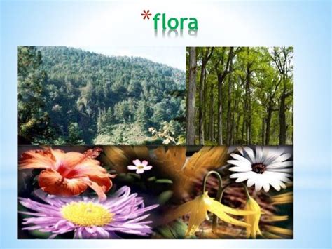 Resultado de imagen para flora del bosque templado | Flora, Plants