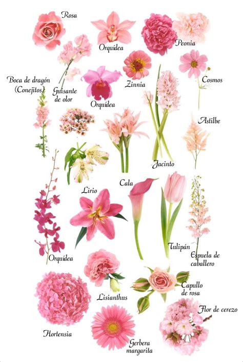 Resultado de imagen para flores y sus nombres | Flores de color rosa ...