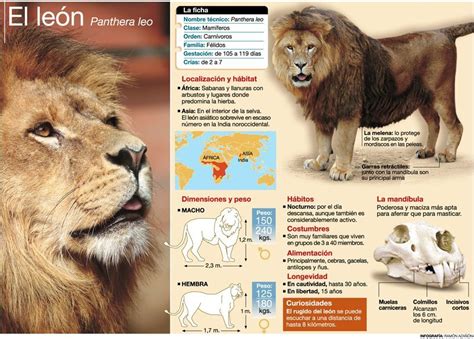 Resultado de imagen para infografia de un leon ...