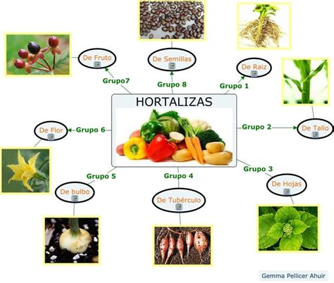 Resultado de imagen para mapa conceptual sobre hortalizas